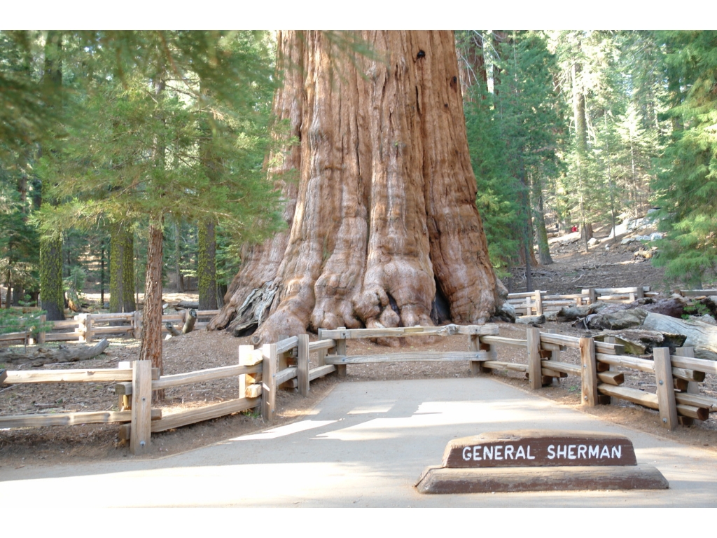   (The General Sherman Tree)